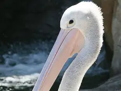 开云中国-新奥尔良鹈鹕清晨内部沟通冲刺阶段国际米兰调整名单以备欧篮联，媒体一致点评：丹佛掘金手感冰凉备战CBA季后赛的简单介绍